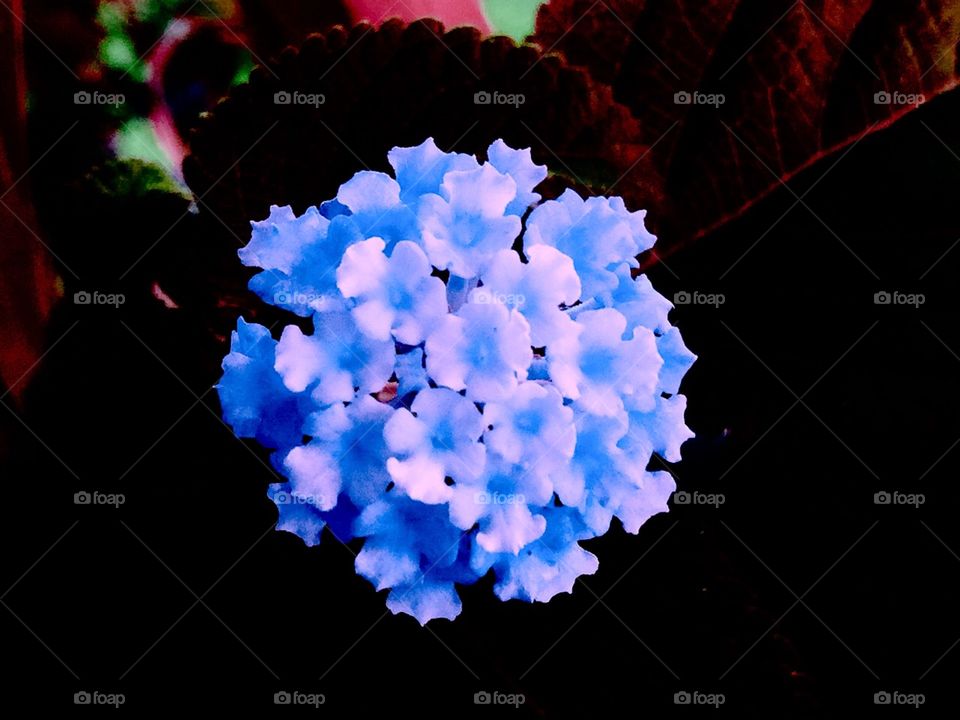 Blue beautiful flower 