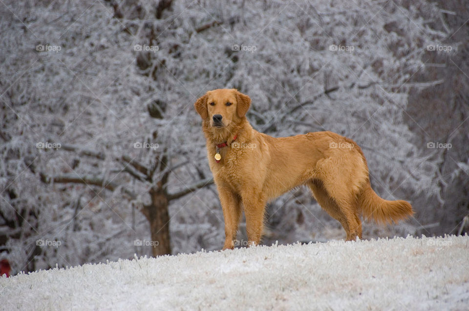 Golden retriever poses atop the hill after an ice storm