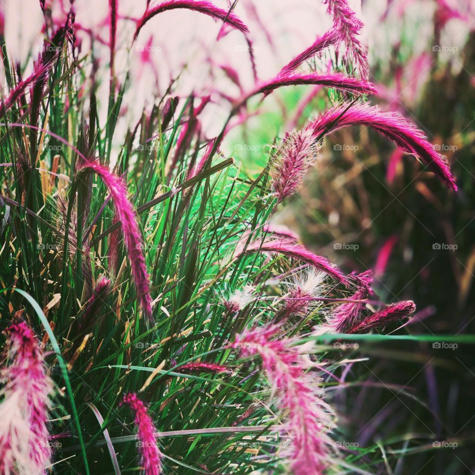 Pink grasses in a field, walking through a field, swishing grasses of the field 