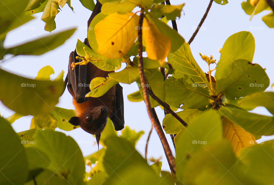 Fruit bat in a tree