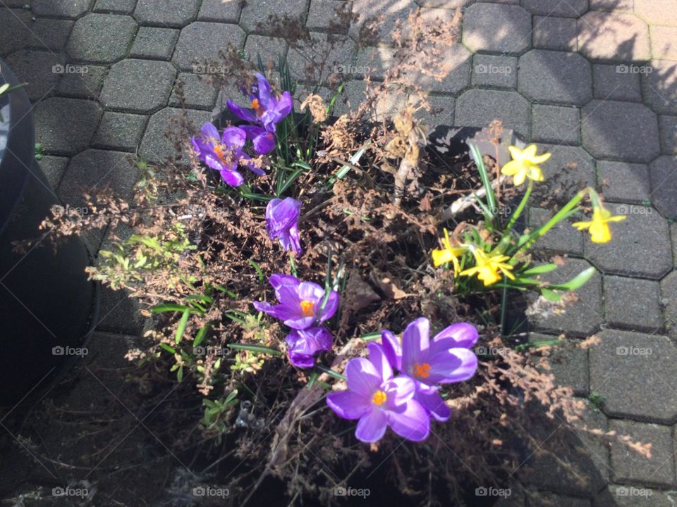 Tulip and Daffodils of Springtime 