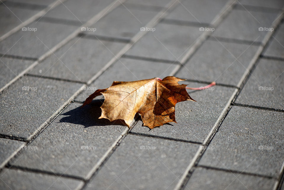 lonely maple leaf on the pavement