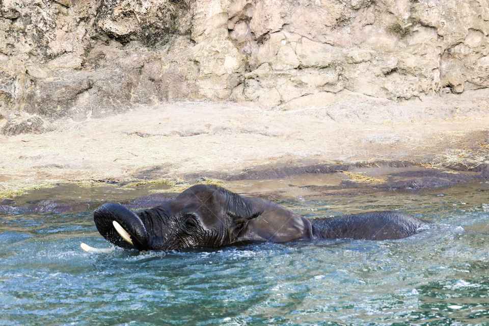 Playful Elephant 