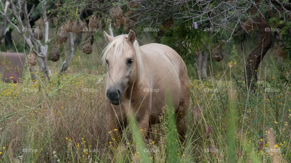 horse
