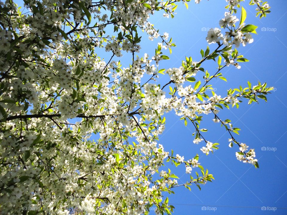 spring blooming tree branch white flowers blue sky background