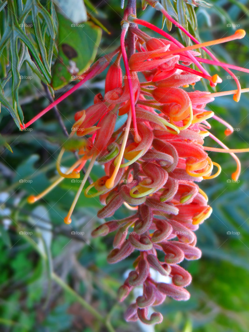 stigma nature flower wild by kshapley