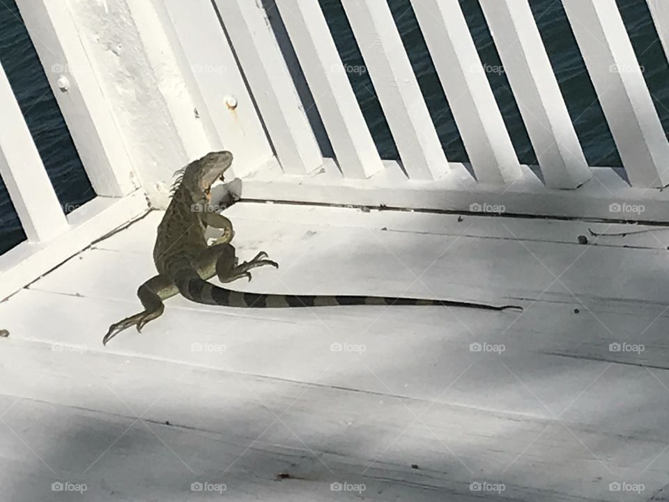 Iguana in Miami 