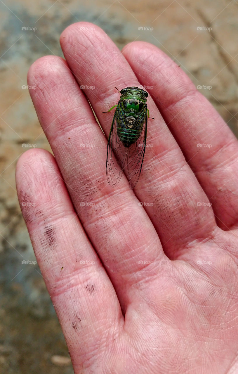 A cicada in the palm of the hand