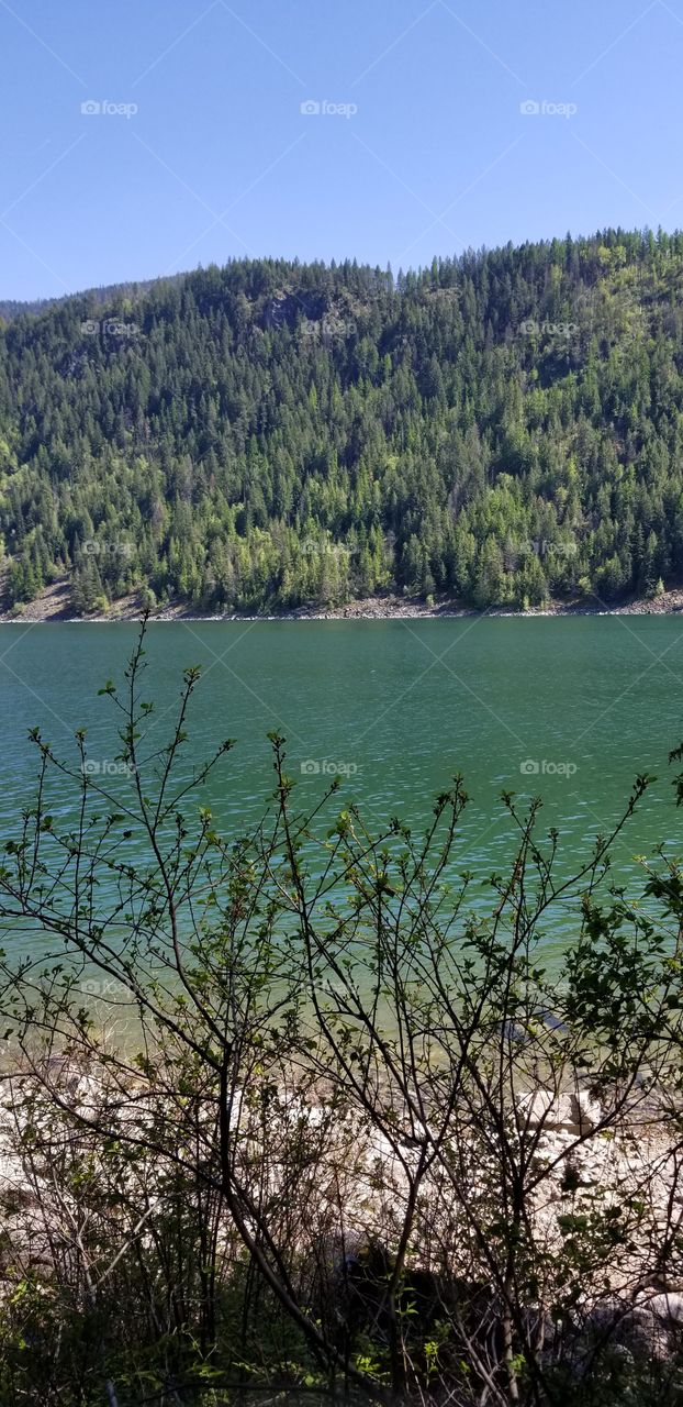 rocky lake shoreline view of water a d mountain ridge covered with green trees over branches shaded under a sunny blue sky