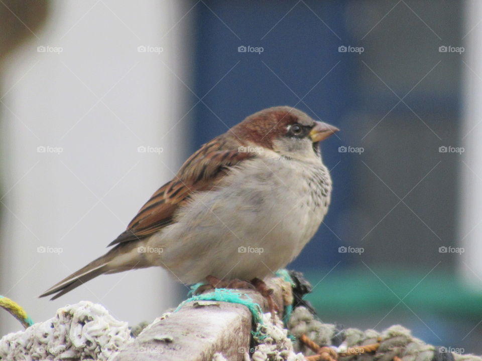 Sparrow perched on lobster nets