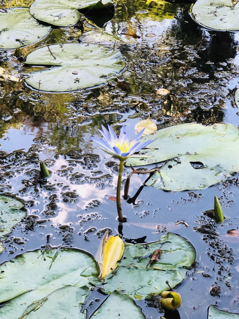 Vitória régia roxa