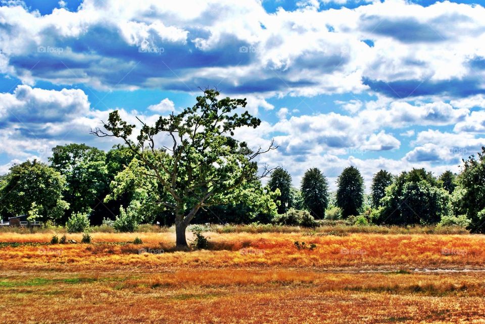 Tree in field