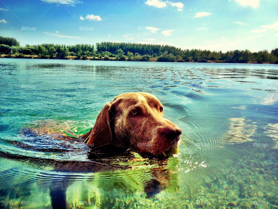 summer dog water swimming by vladis