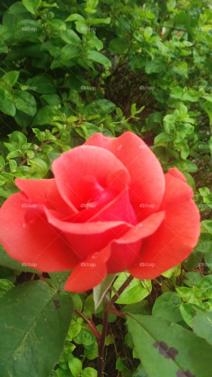 rose