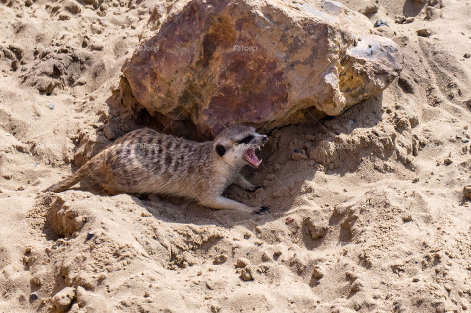 Angry meerkat