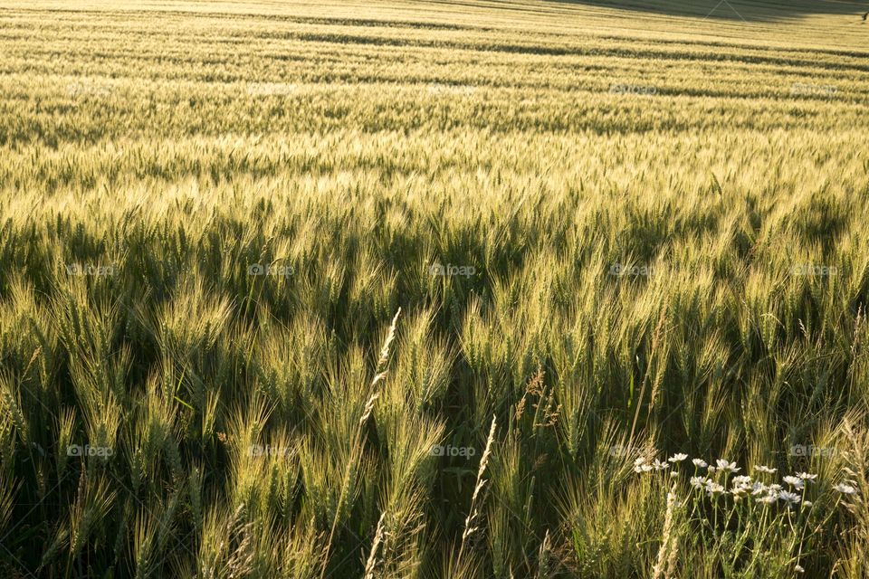 Golden wheat field during sunset.  Slovakia