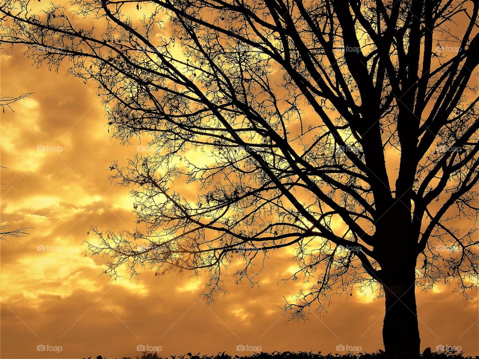Tree silhouette on sunset