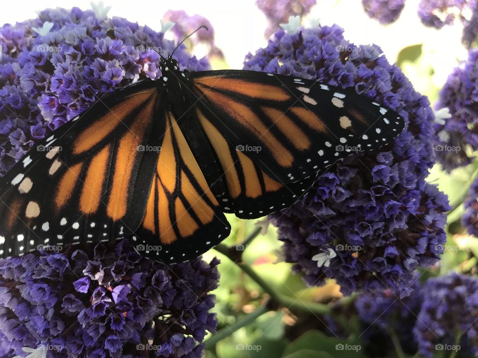 Monarch Butterfly in Statis