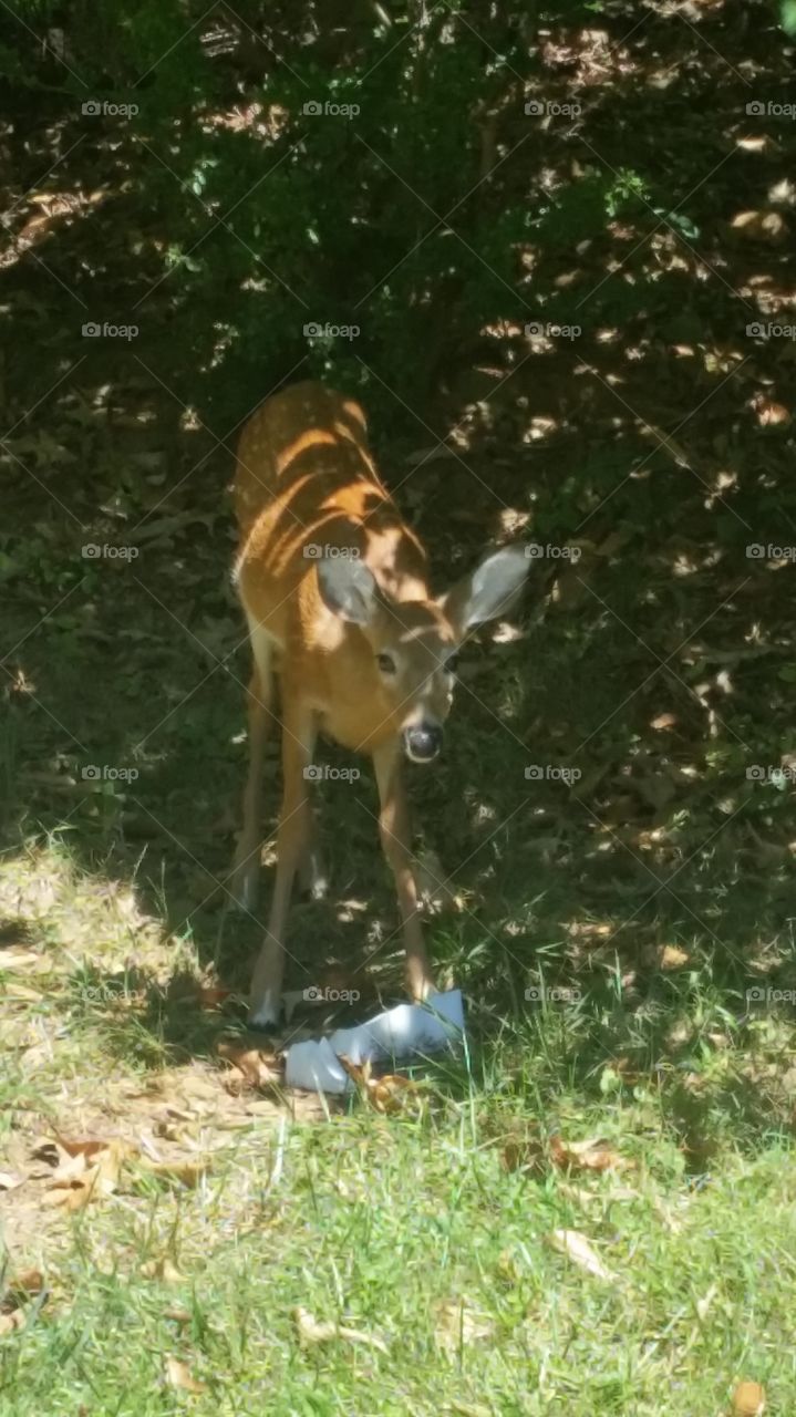 friendly baby deer