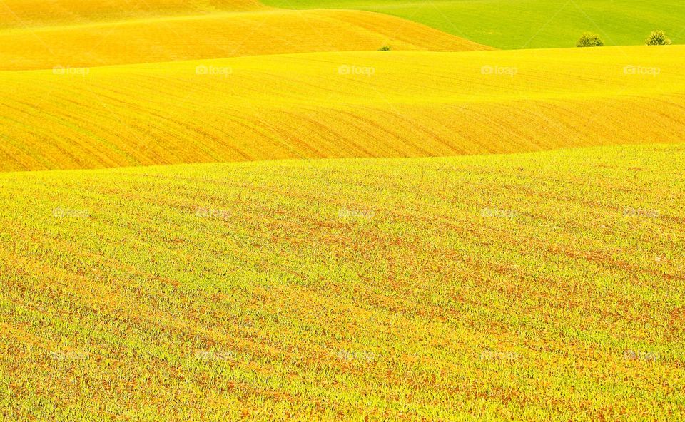 Yellow field