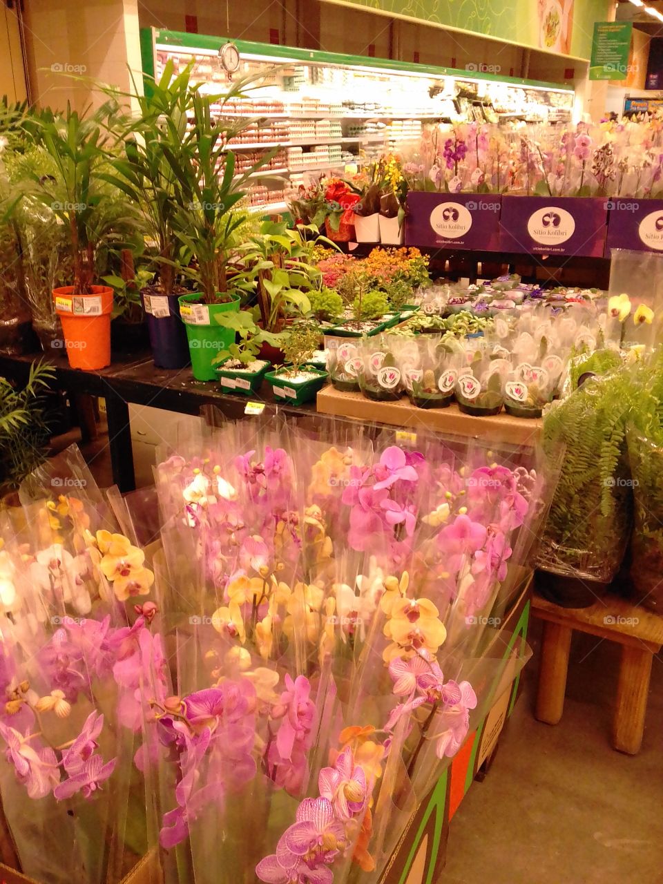 orquídeas e outras flores e plantas a venda