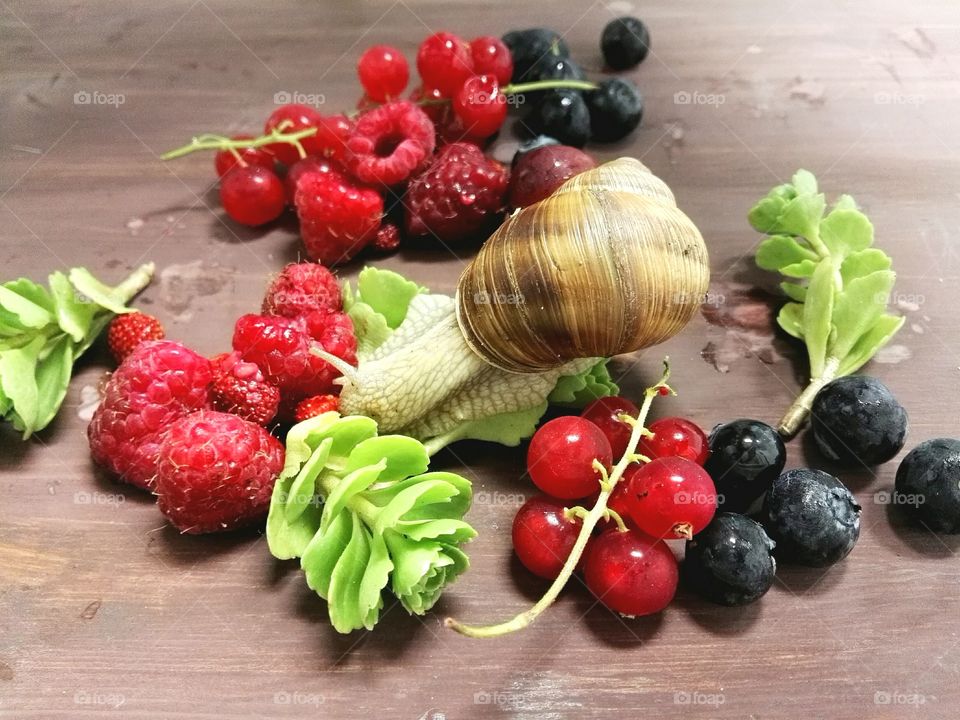 Snail on berries