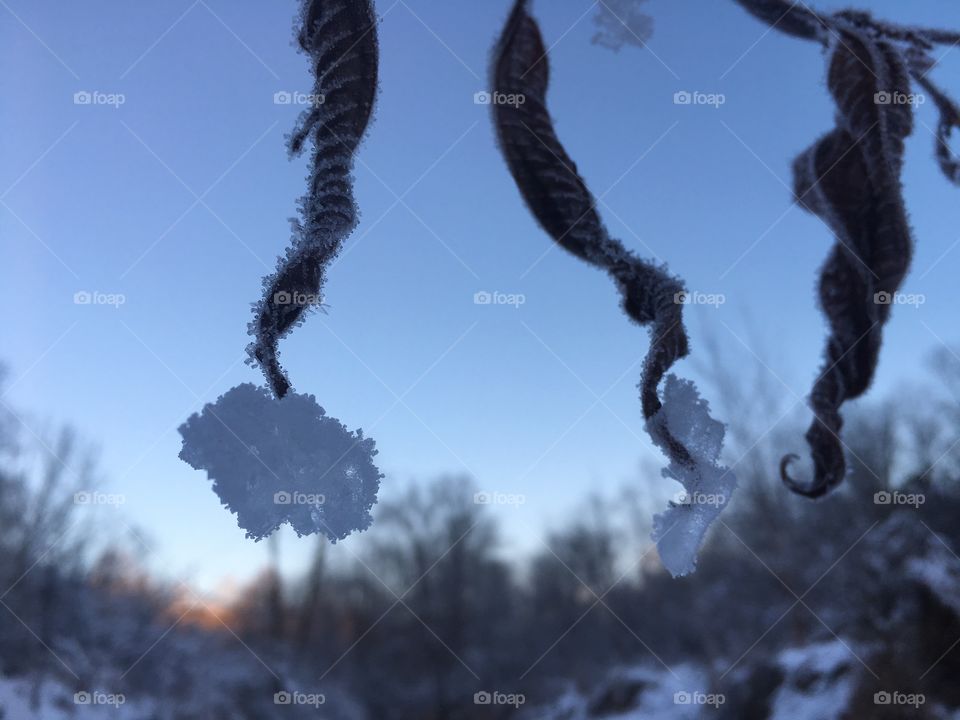 Clumps of snow clinging to wilted frosty leaves 