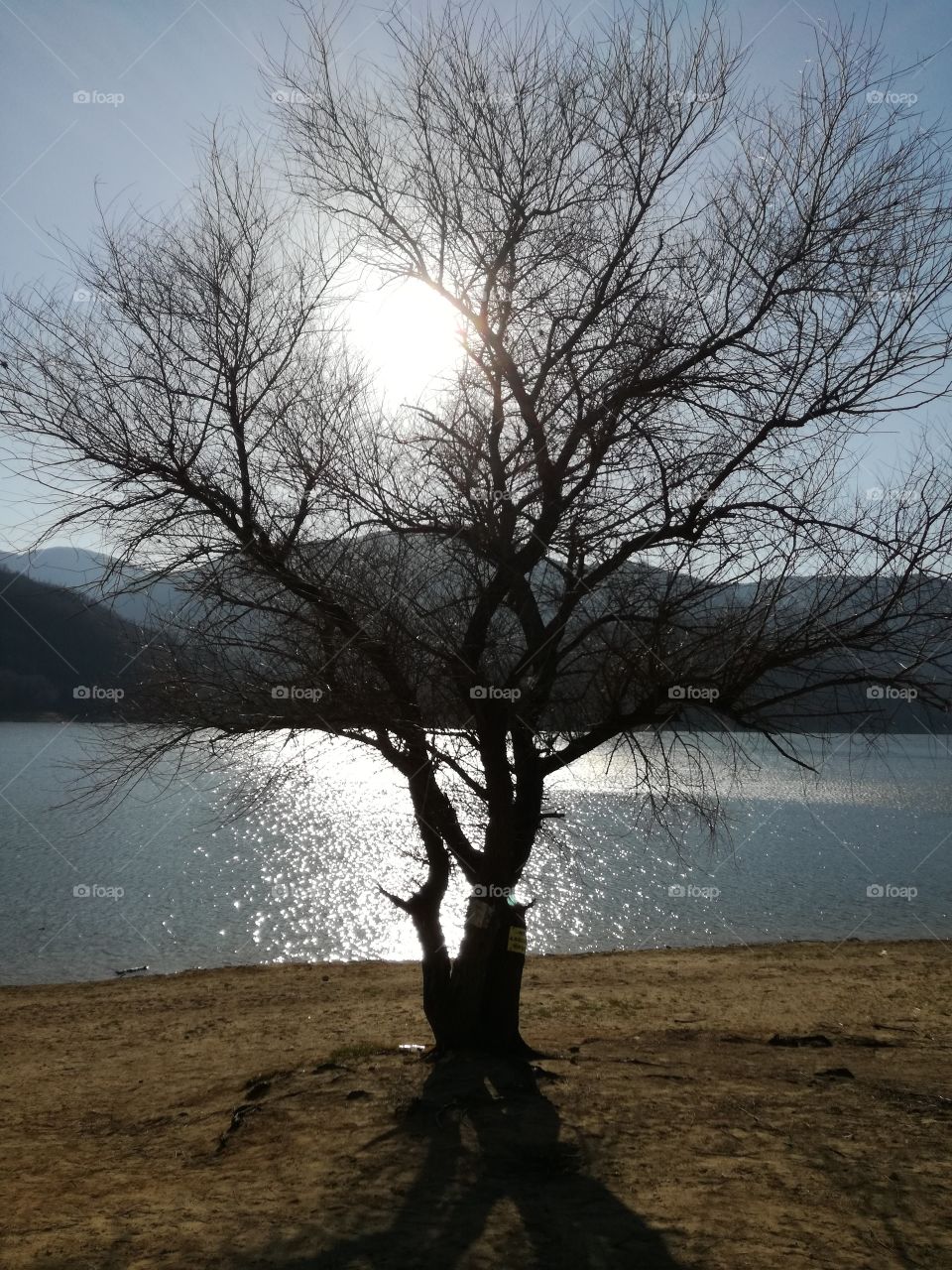 A tree, like a guard of the lake