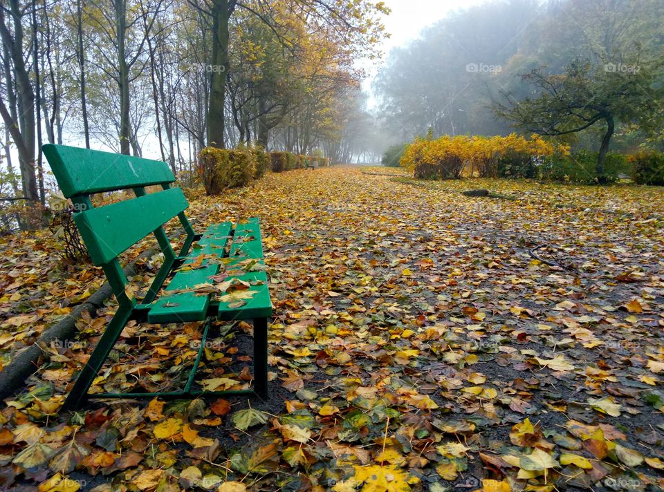 Fall, Leaf, Tree, Wood, No Person