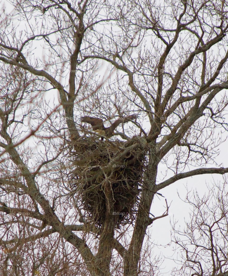 Bald eagle returning to nest