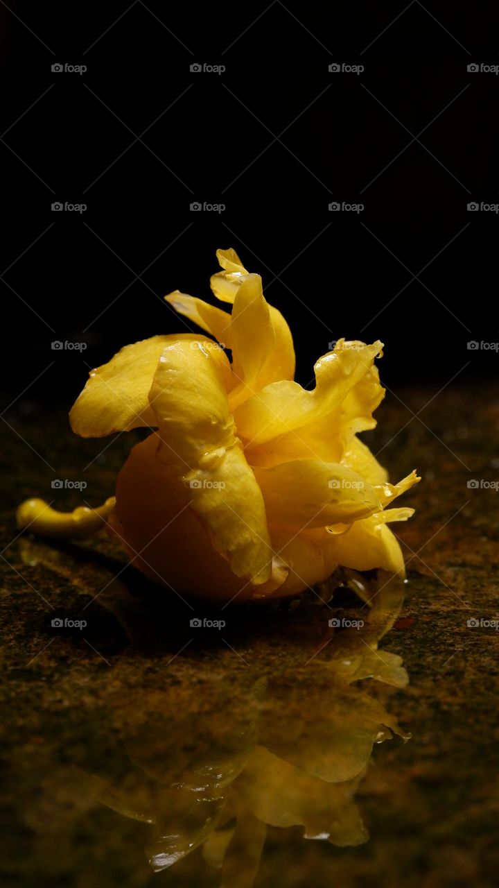 yellow rose reflection