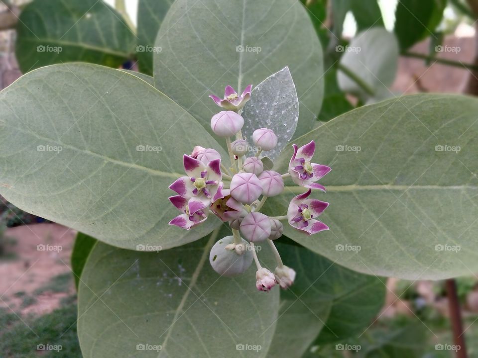 buds on flower, attracting insect, it's green and pink colours.