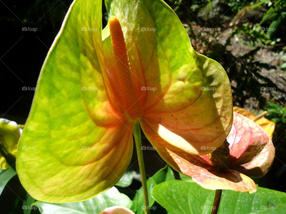 Yellow Flowers