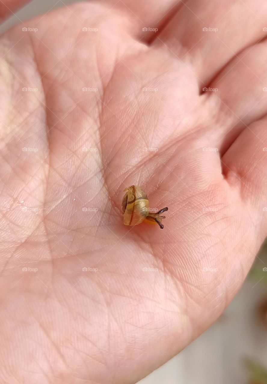 little snail on a female hand close up mobile photography