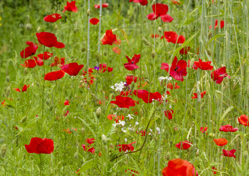 Red poppy flowers