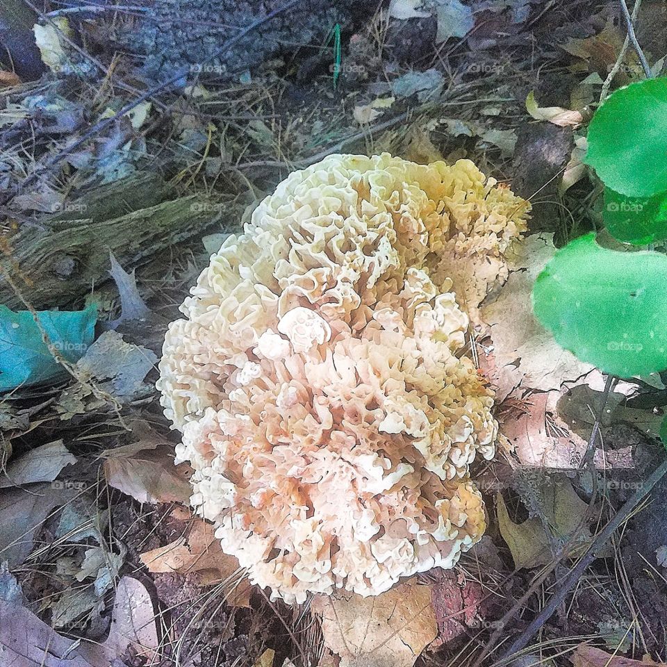 Mushroom in Northwest Park, CT