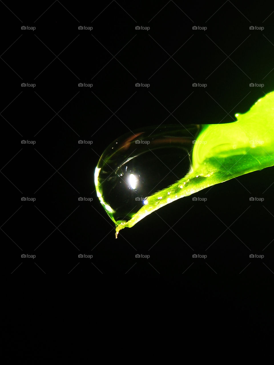 Dew on a leaf at night