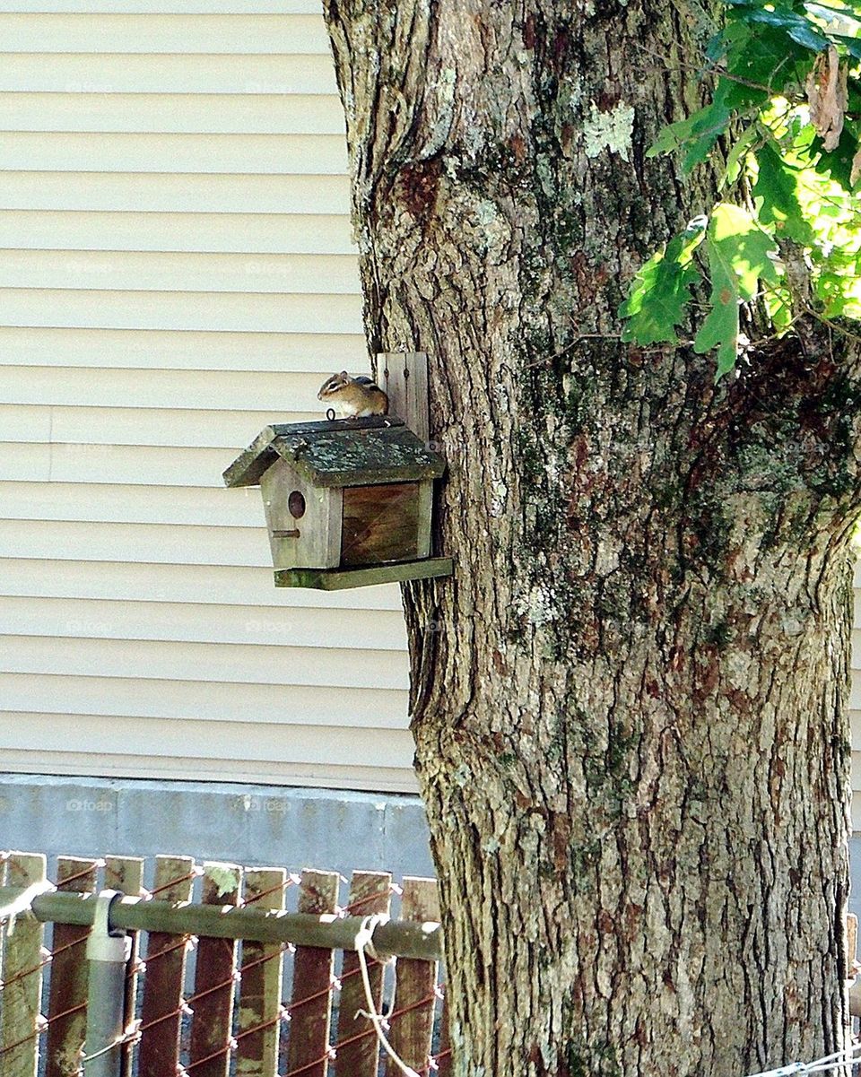 Chipmunk on birdhouse