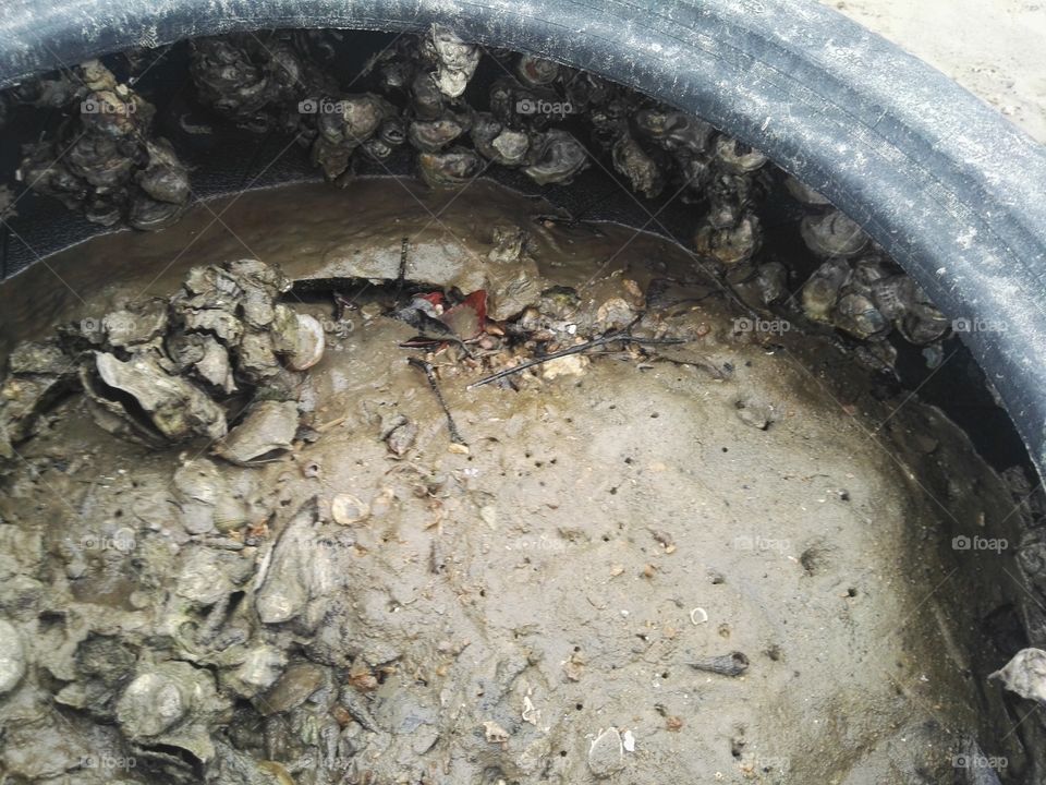 An old tyre serves as new habitat for Oysters