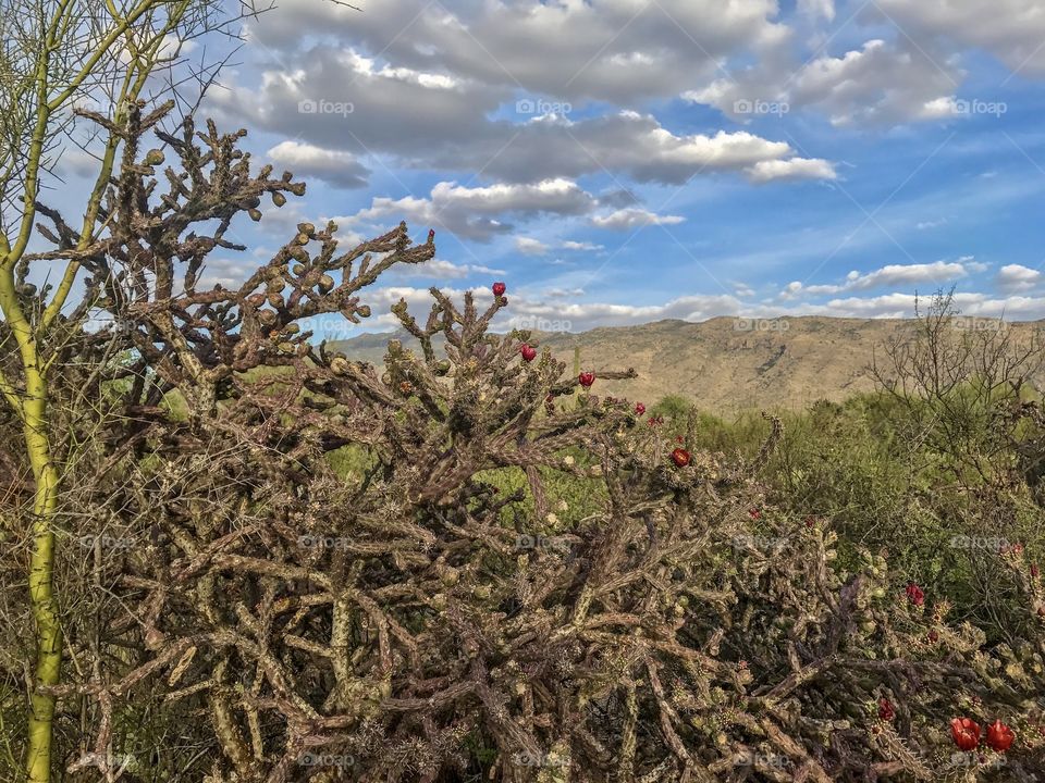 Desert Landscape - Cactus Flowers 