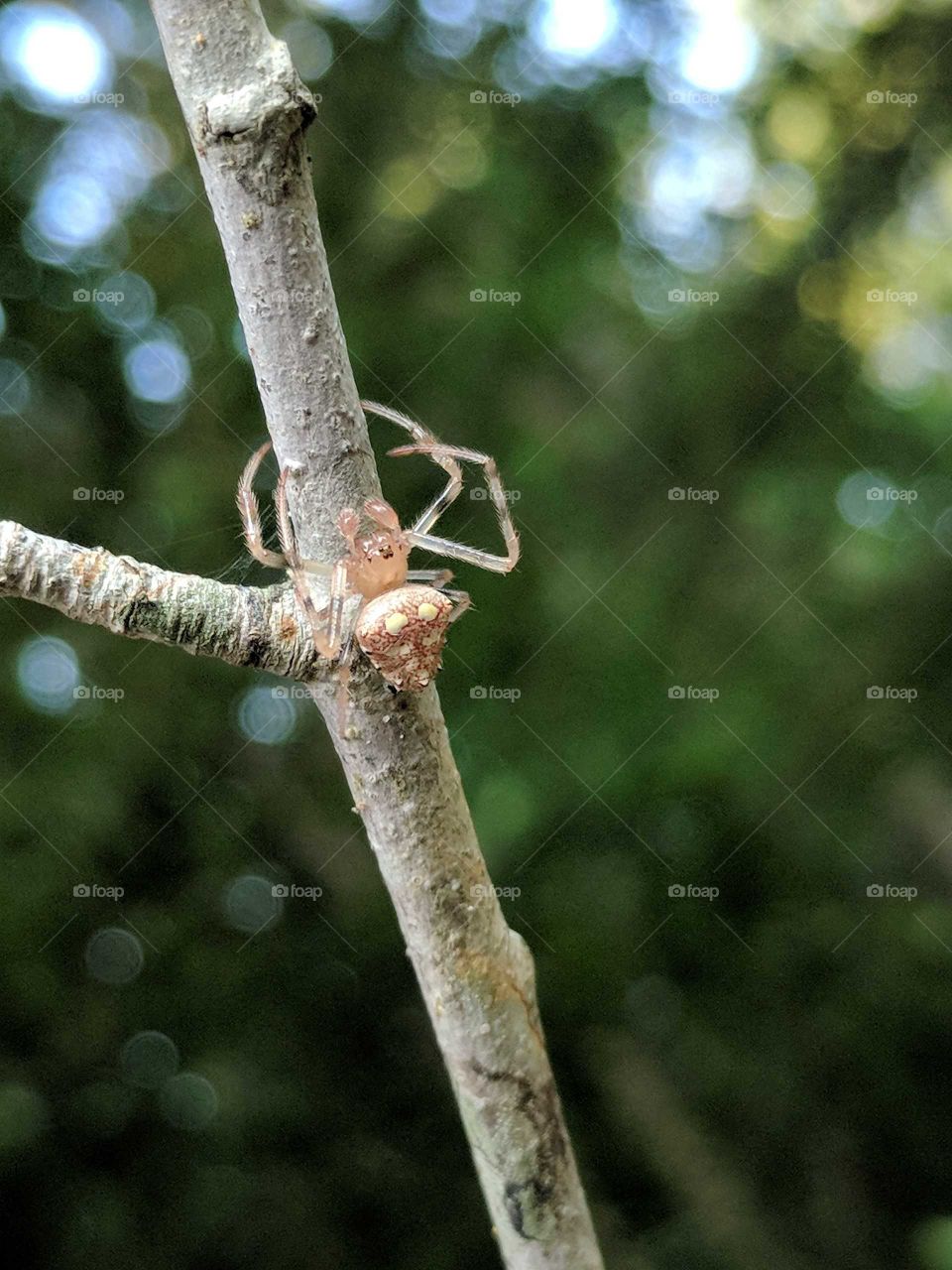 Spider
