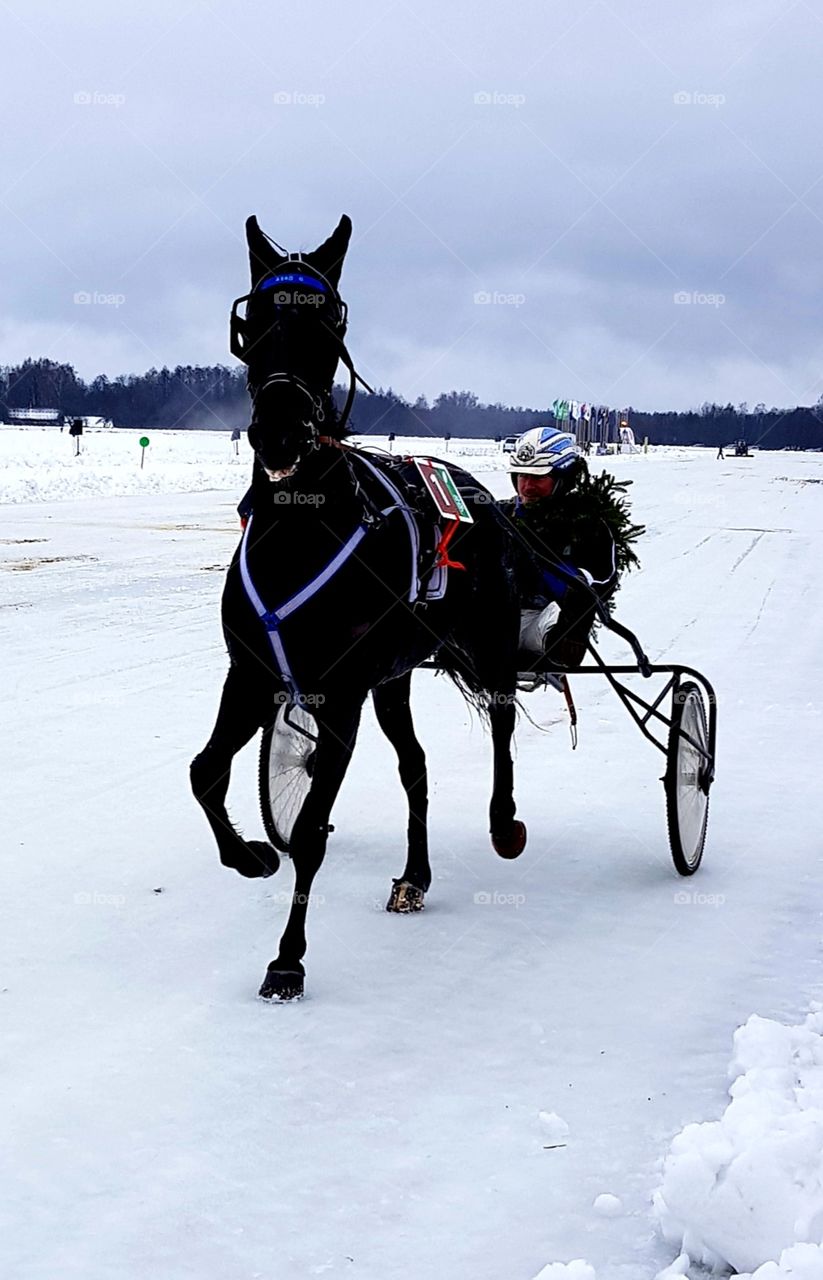 Winter horse racing 🐎