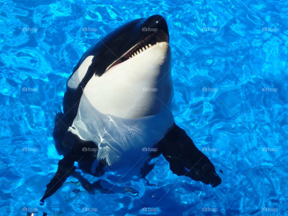 Shark swimming in water