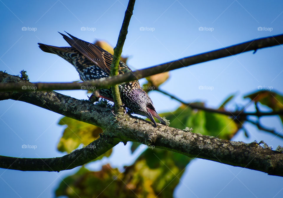 Biting tree