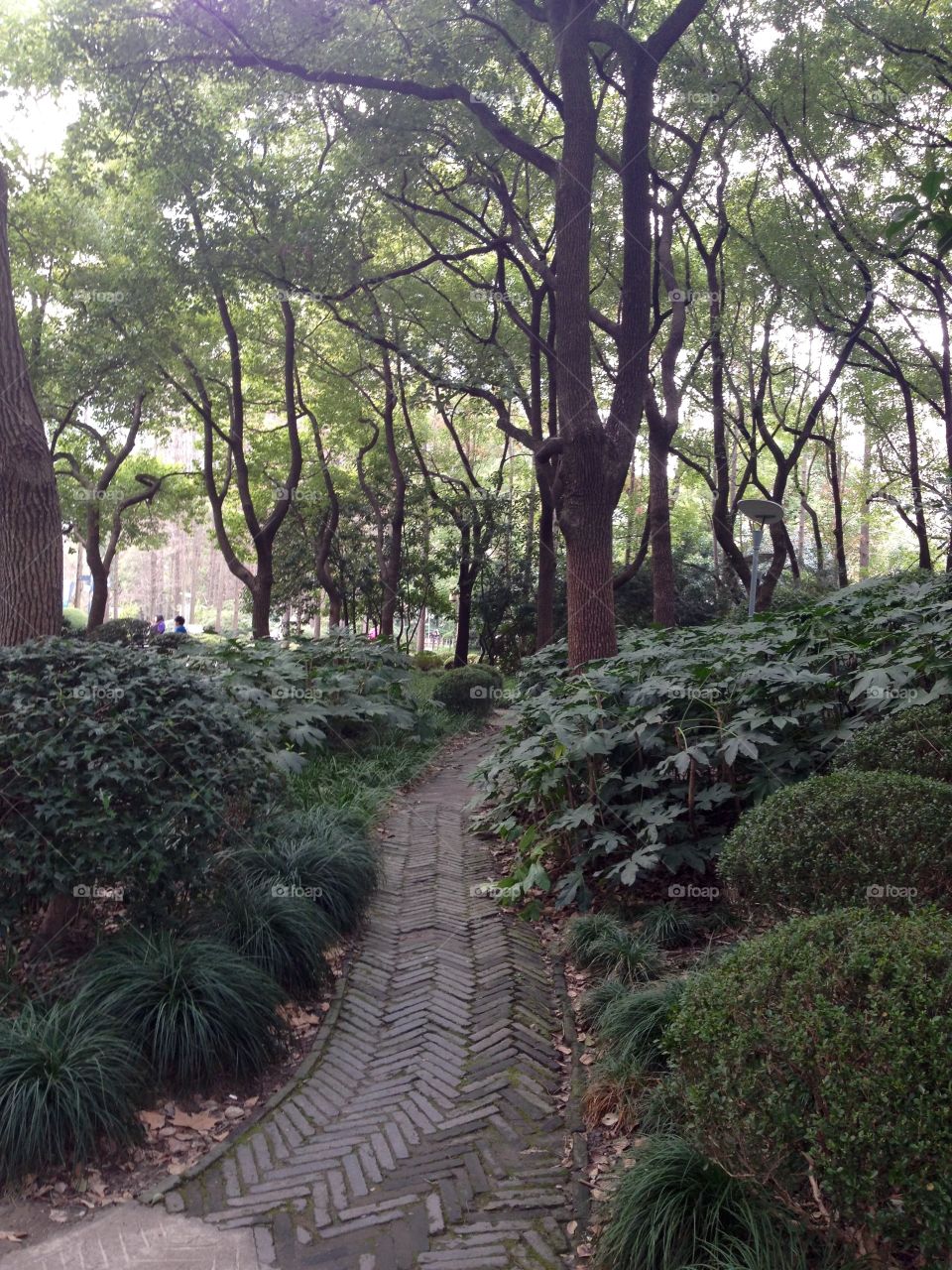 Walkway in the park