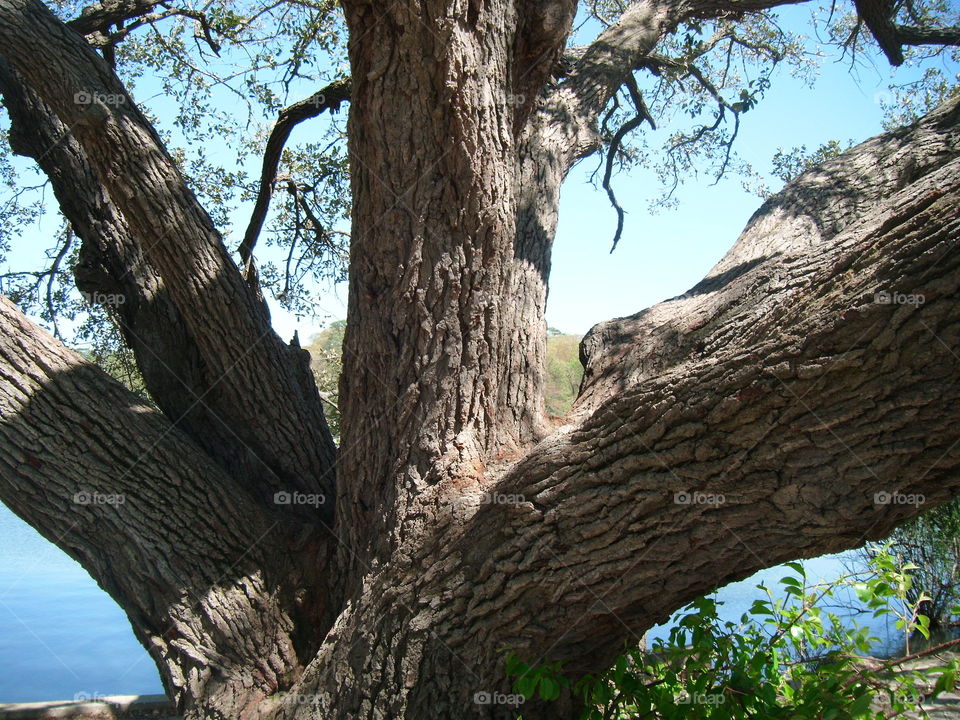 Tree details 