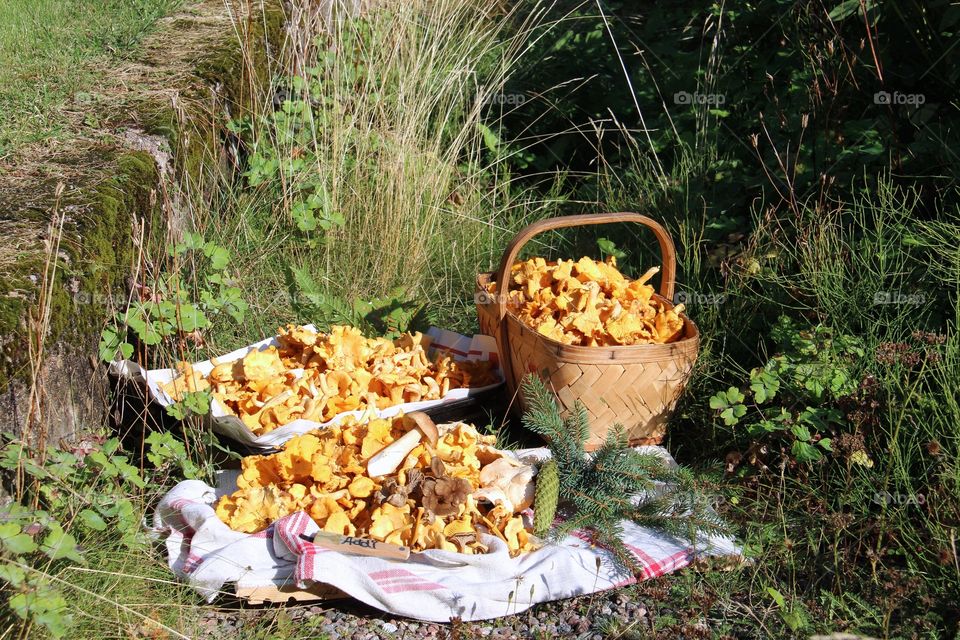 Chanterelles, mushrooms