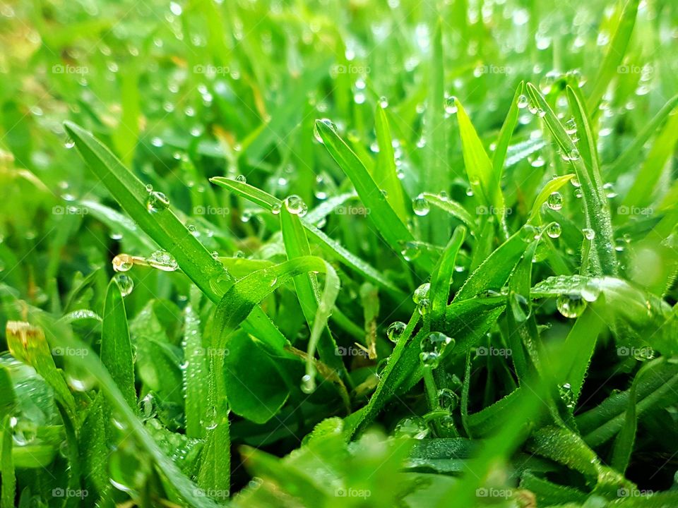 Some grass with dew drops on them