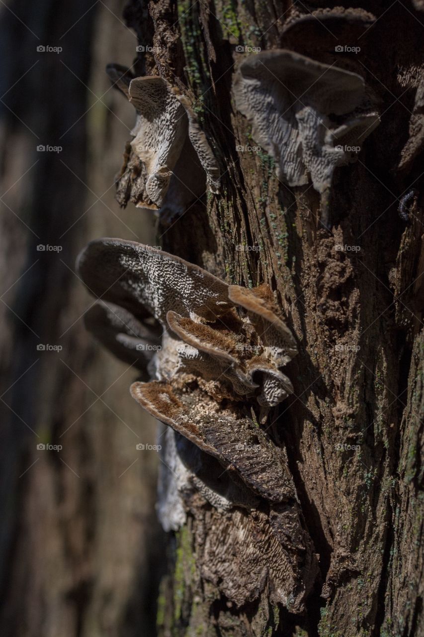 Mushrooms growing out of a tree trunk, you can also see the moss growing on the bark. So many different shapes of nature. 