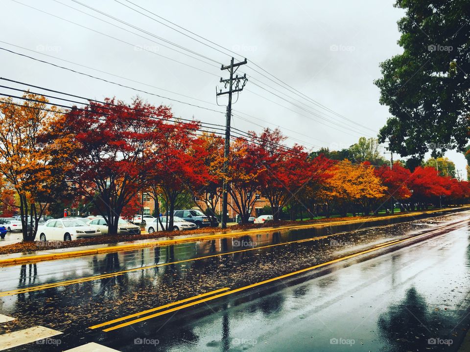 Rainy days and brilliant colors